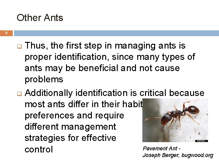 Other Ants 9 Thus, the first step in managing ants is proper identification, since