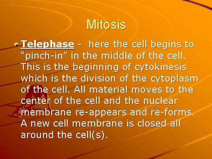 Mitosis Telephase - here the cell begins to “pinch-in” in the middle of the