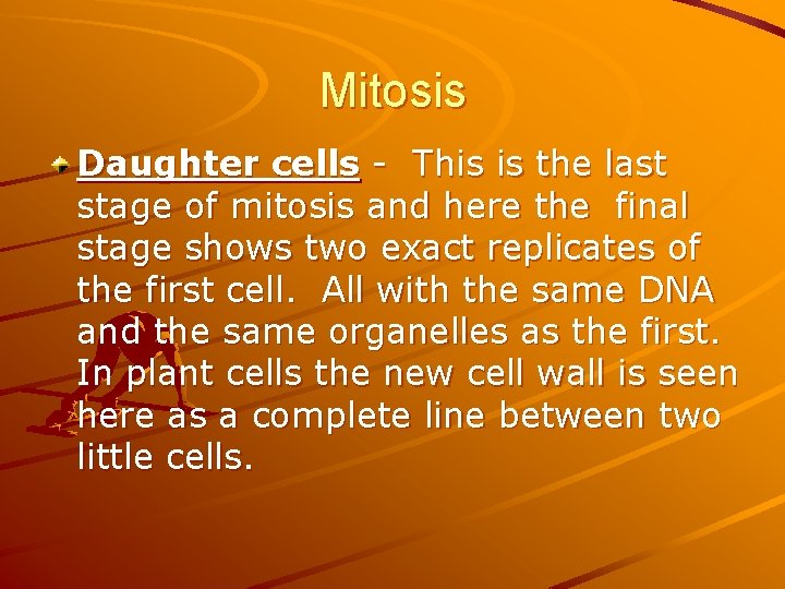 Mitosis Daughter cells - This is the last stage of mitosis and here the