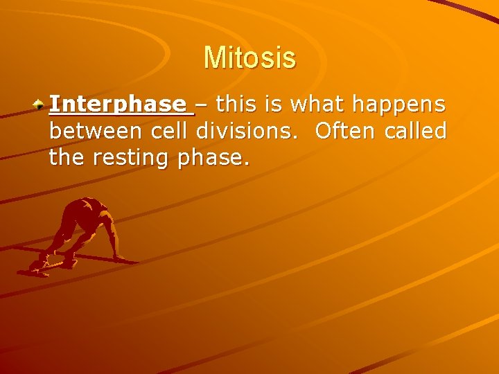 Mitosis Interphase – this is what happens between cell divisions. Often called the resting