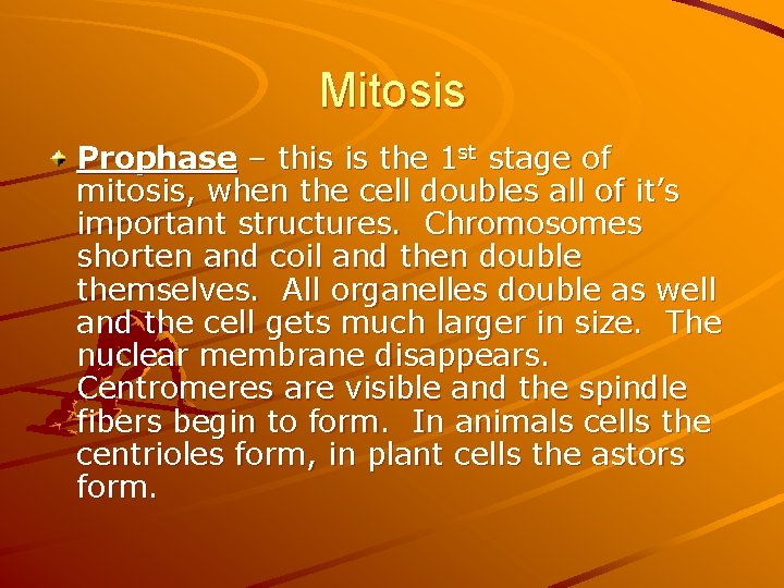 Mitosis Prophase – this is the 1 st stage of mitosis, when the cell