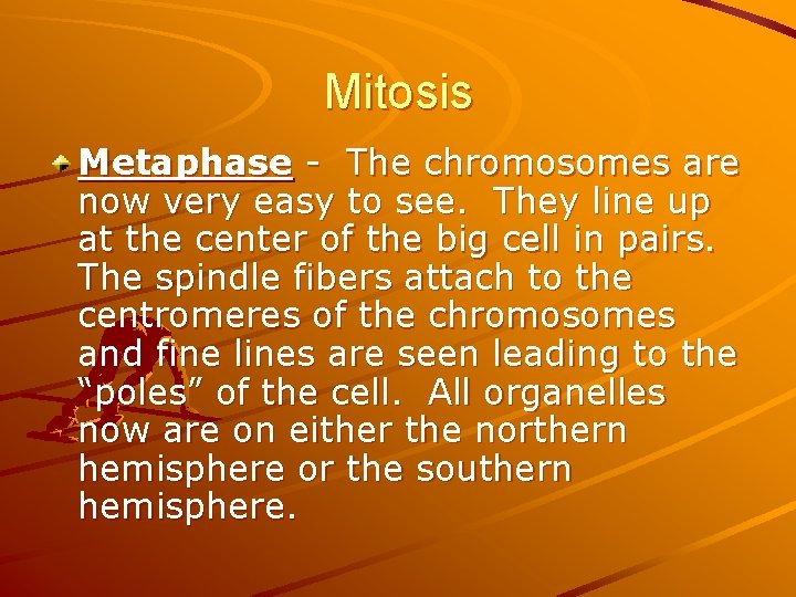 Mitosis Metaphase - The chromosomes are now very easy to see. They line up