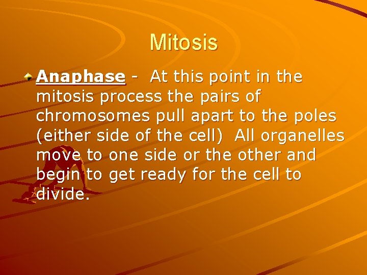 Mitosis Anaphase - At this point in the mitosis process the pairs of chromosomes