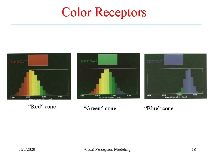 Color Receptors “Red” cone 11/5/2020 “Green” cone Visual Perception Modeling “Blue” cone 18 