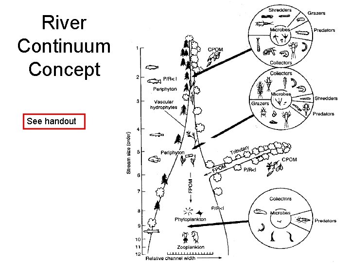 River Continuum Concept See handout 