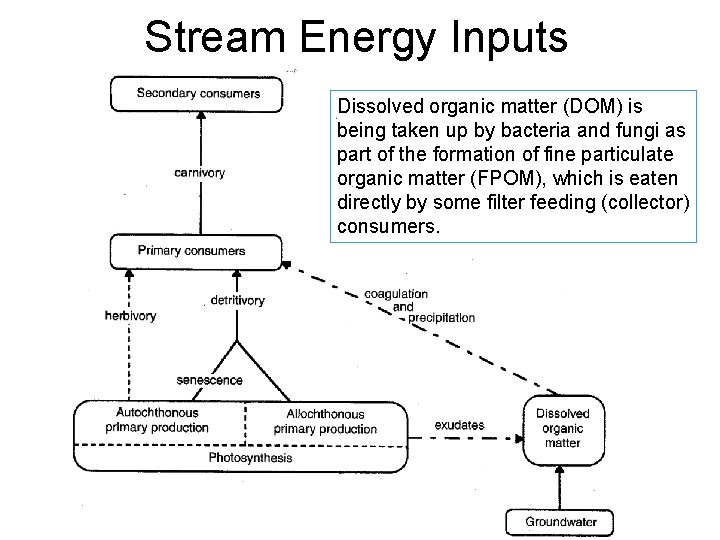 Stream Energy Inputs Dissolved organic matter (DOM) is being taken up by bacteria and