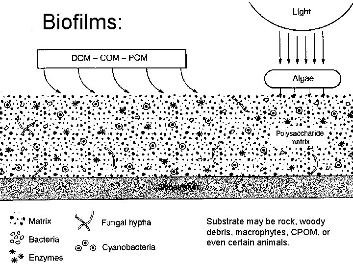 Biofilms: Substrate may be rock, woody debris, macrophytes, CPOM, or even certain animals. 