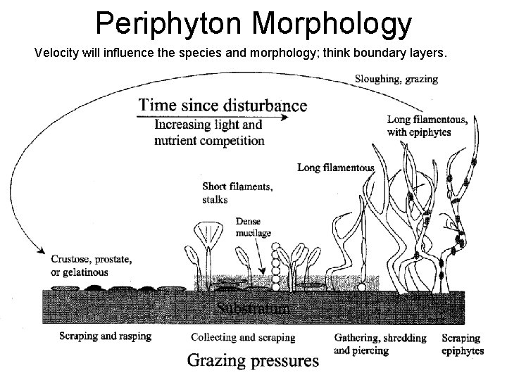 Periphyton Morphology Velocity will influence the species and morphology; think boundary layers. 