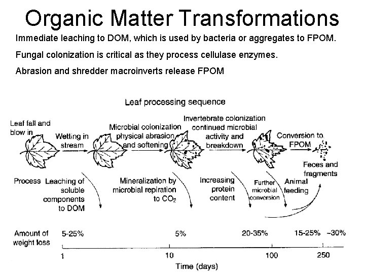 Organic Matter Transformations Immediate leaching to DOM, which is used by bacteria or aggregates