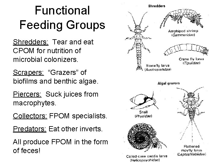 Functional Feeding Groups Shredders: Tear and eat CPOM for nutrition of microbial colonizers. Scrapers: