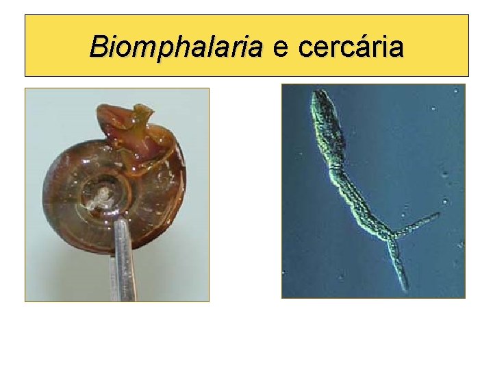 Biomphalaria e Biomphalaria cercária 