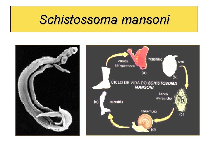 Schistossoma mansoni 