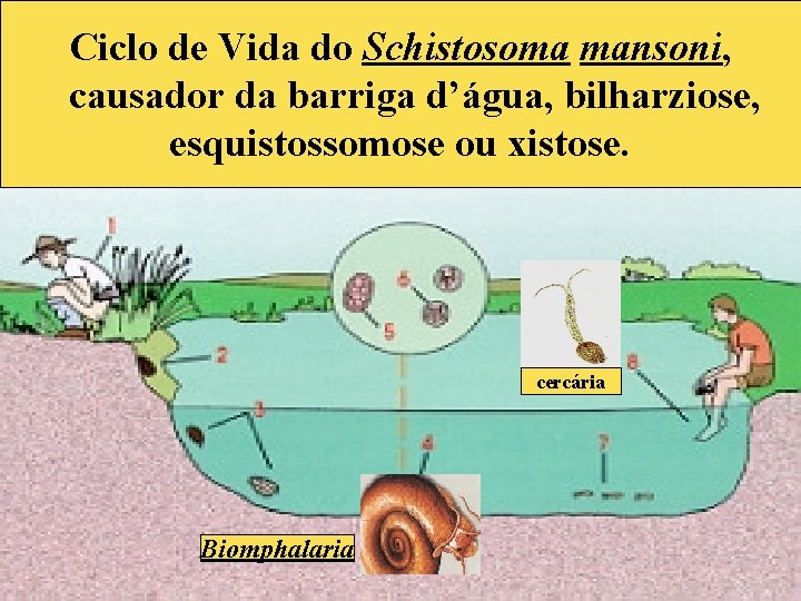 Ciclo de Vida do Schistosoma mansoni, causador da barriga d’água, bilharziose, esquistossomose ou xistose.