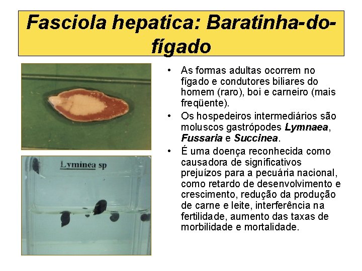 Fasciola hepatica: Baratinha-dofígado • As formas adultas ocorrem no fígado e condutores biliares do