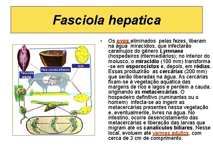 Fasciola hepatica • Os ovos eliminados pelas fezes, liberam na água miracídios, que infectarão