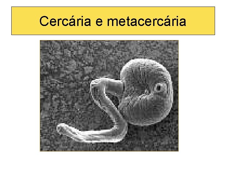 Cercária e metacercária 