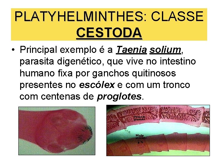 PLATYHELMINTHES: CLASSE PLATYHELMINTHES CESTODA • Principal exemplo é a Taenia solium, parasita digenético, que