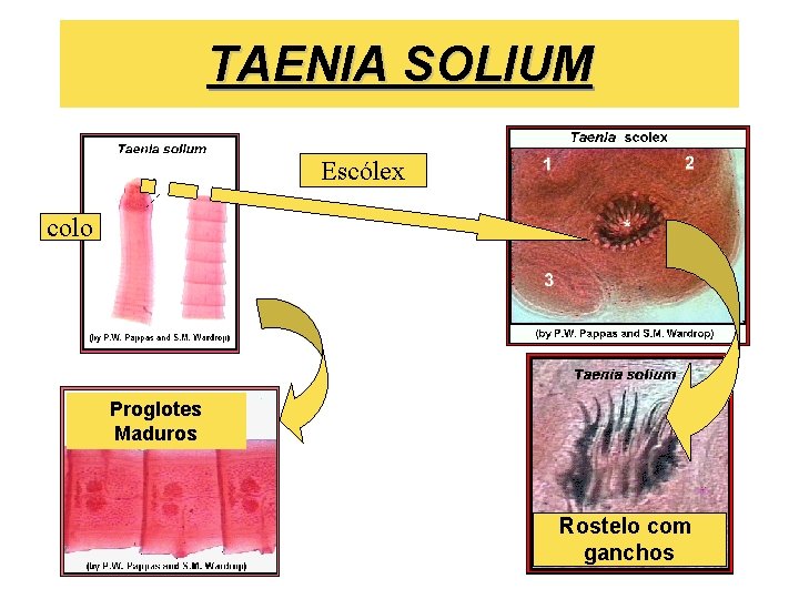 TAENIA SOLIUM Escólex colo Proglotes Maduros Rostelo com ganchos 