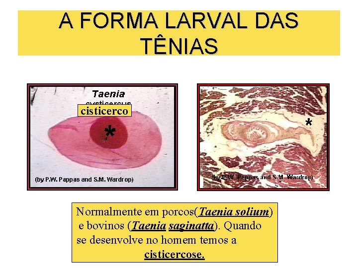 A FORMA LARVAL DAS TÊNIAS cisticerco Normalmente em porcos(Taenia solium) e bovinos (Taenia saginatta).