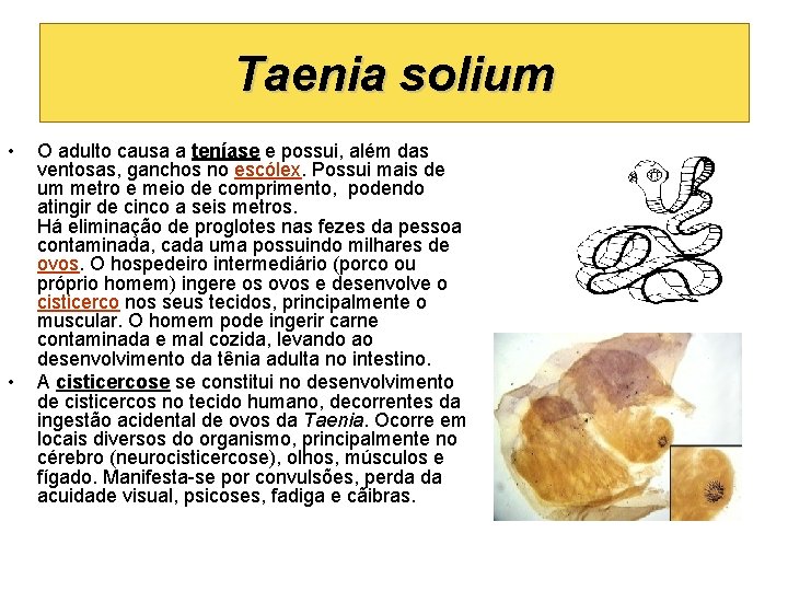 Taenia solium • • O adulto causa a teníase e possui, além das ventosas,