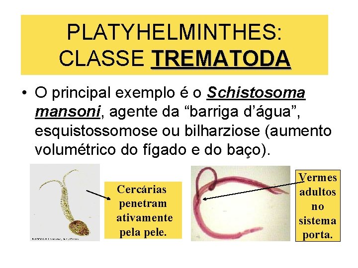 PLATYHELMINTHES: CLASSE TREMATODA • O principal exemplo é o Schistosoma mansoni, agente da “barriga