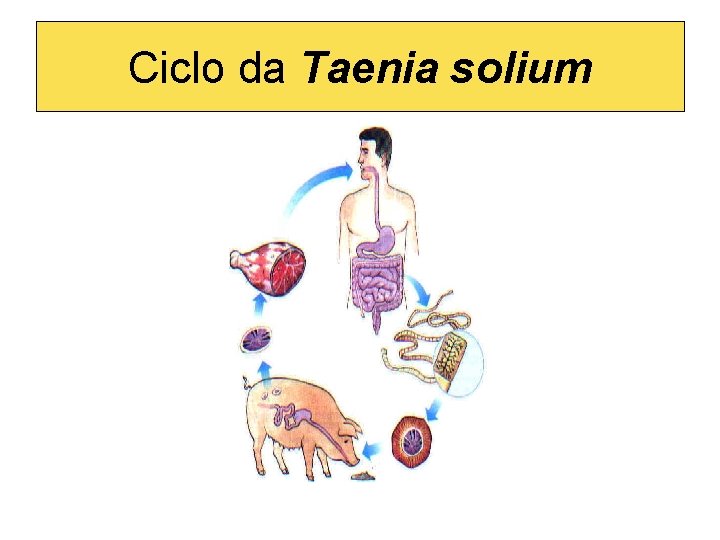 Ciclo da Taenia solium 