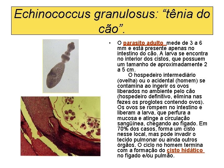 Echinococcus granulosus: “tênia do cão”. • O parasito adulto mede de 3 a 6