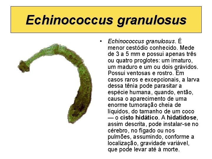 Echinococcus granulosus • Echinococcus granulosus. É menor cestódio conhecido. Mede de 3 a 5