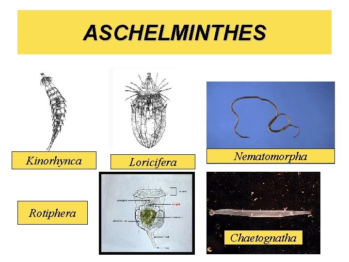 ASCHELMINTHES Kinorhynca Loricifera Nematomorpha Rotiphera Chaetognatha 