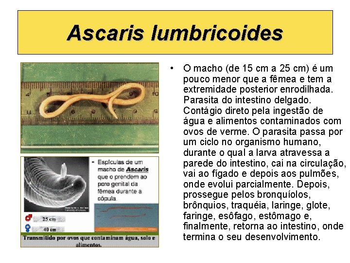 Ascaris lumbricoides • O macho (de 15 cm a 25 cm) é um pouco