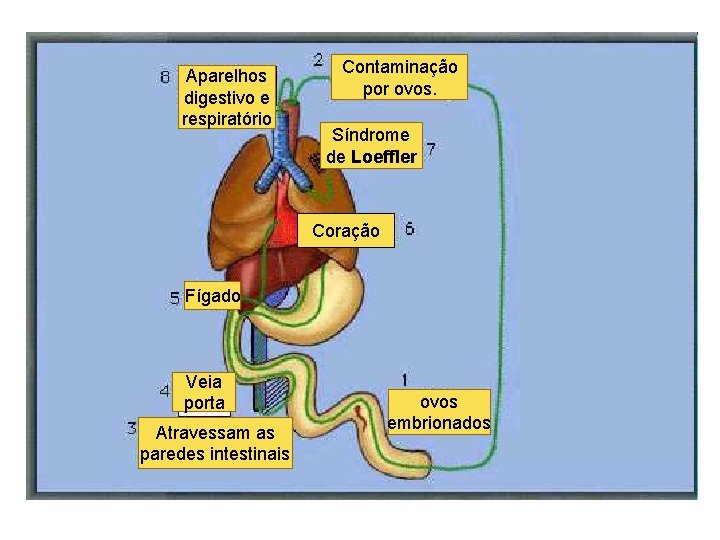 Aparelhos digestivo e respiratório Contaminação por ovos. Síndrome de Loeffler Coração Fígado Veia porta