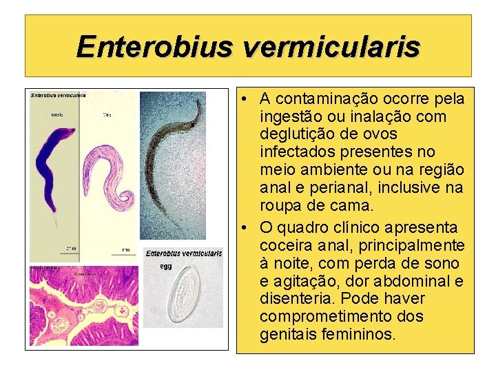 Enterobius vermicularis • A contaminação ocorre pela ingestão ou inalação com deglutição de ovos