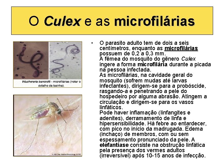 O Culex e as microfilárias Culex • O parasito adulto tem de dois a