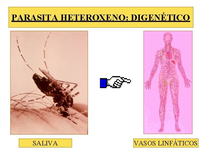 PARASITA HETEROXENO: DIGENÉTICO SALIVA VASOS LINFÁTICOS 