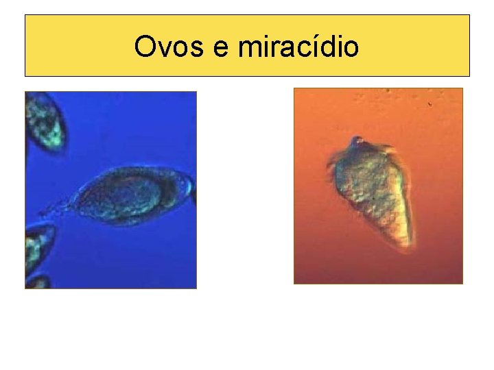 Ovos e miracídio 