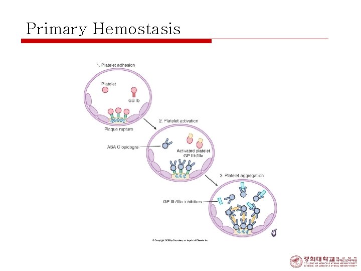 Primary Hemostasis 