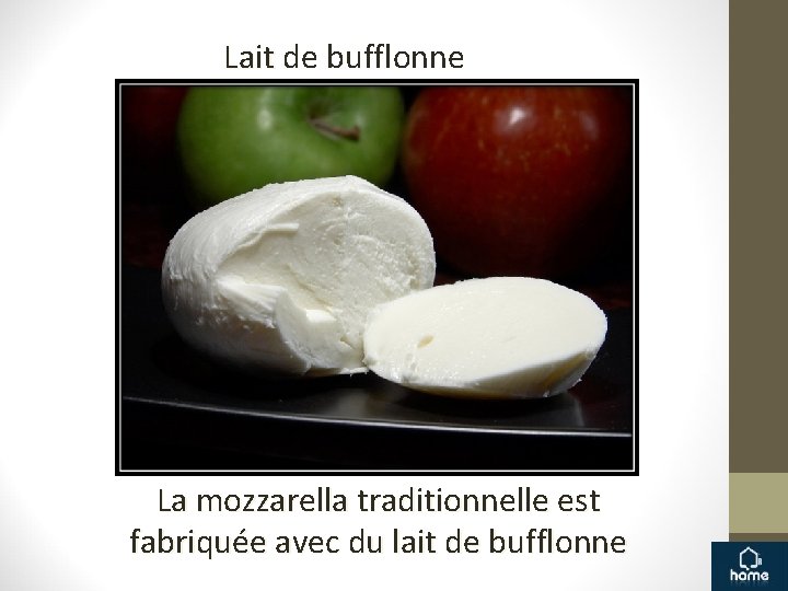 Lait de bufflonne La mozzarella traditionnelle est fabriquée avec du lait de bufflonne 