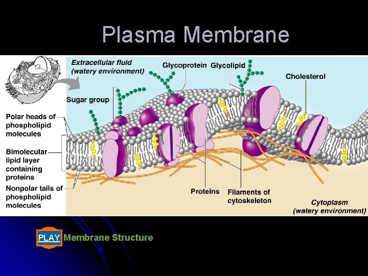 Plasma Membrane PLAY Membrane Structure 