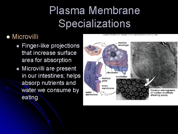 Plasma Membrane Specializations l Microvilli l l Finger-like projections that increase surface area for