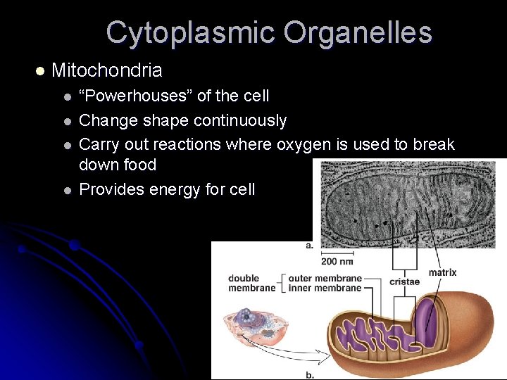 Cytoplasmic Organelles l Mitochondria l l “Powerhouses” of the cell Change shape continuously Carry