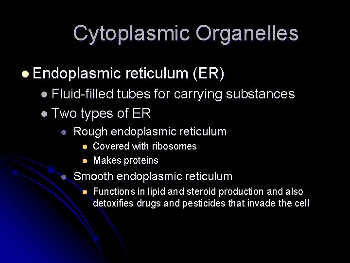 Cytoplasmic Organelles l Endoplasmic reticulum (ER) l Fluid-filled tubes for carrying substances l Two