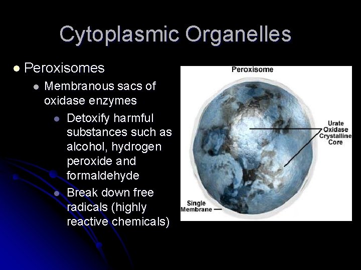 Cytoplasmic Organelles l Peroxisomes l Membranous sacs of oxidase enzymes l Detoxify harmful substances