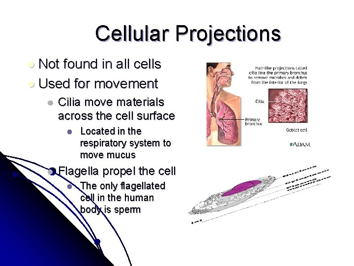 Cellular Projections l Not found in all cells l Used for movement l Cilia