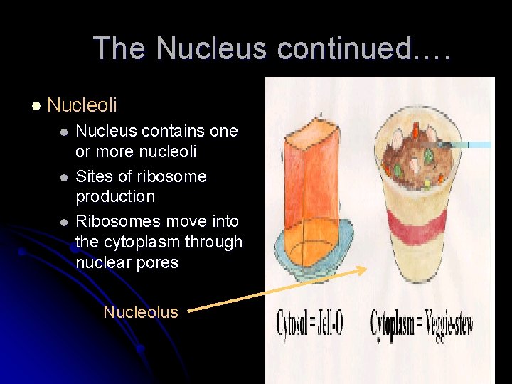 The Nucleus continued…. l Nucleoli l l l Nucleus contains one or more nucleoli