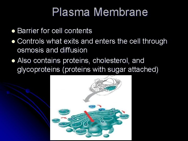 Plasma Membrane l Barrier for cell contents l Controls what exits and enters the