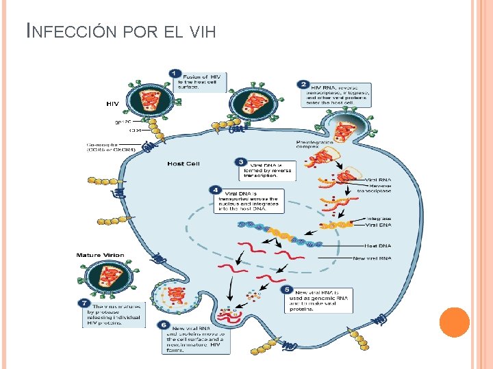 INFECCIÓN POR EL VIH 