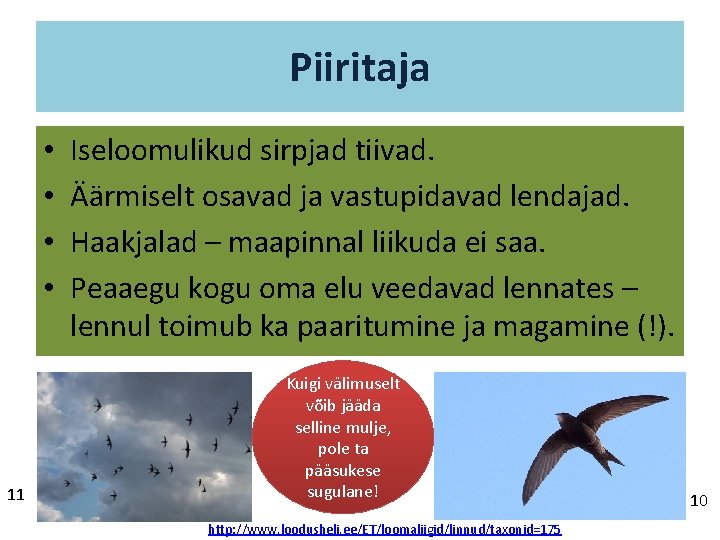 Piiritaja • • 11 Iseloomulikud sirpjad tiivad. Äärmiselt osavad ja vastupidavad lendajad. Haakjalad –