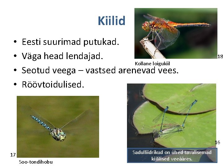 Kiilid • • Eesti suurimad putukad. Väga head lendajad. Kollane loigukiil Seotud veega –
