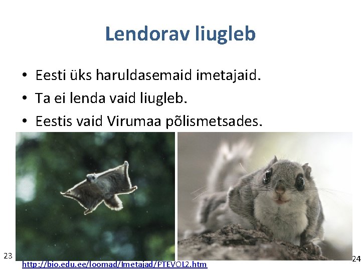 Lendorav liugleb • Eesti üks haruldasemaid imetajaid. • Ta ei lenda vaid liugleb. •
