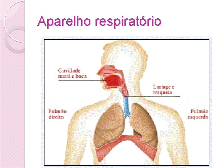 Aparelho respiratório Aparelho respiratório